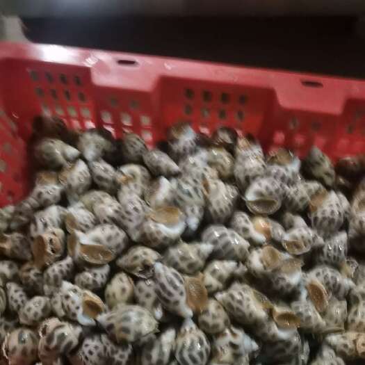琼海市海南花螺，一手货源   精品靓品