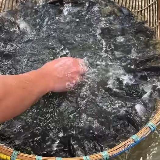 湖州鲈鱼苗