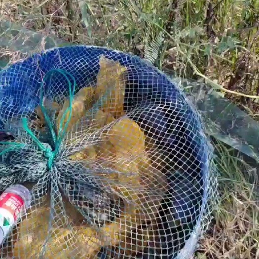 平阳县青蟹蝤蛑