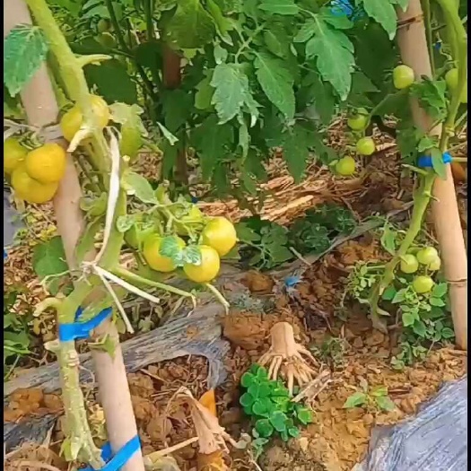 河池家乡特产小番茄
