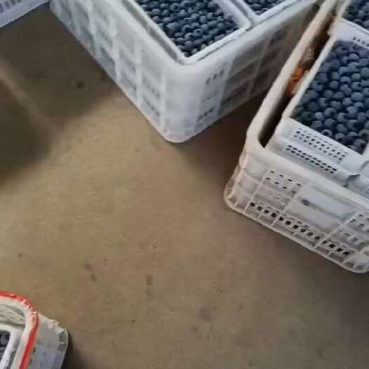 莒县蓝莓大量上市