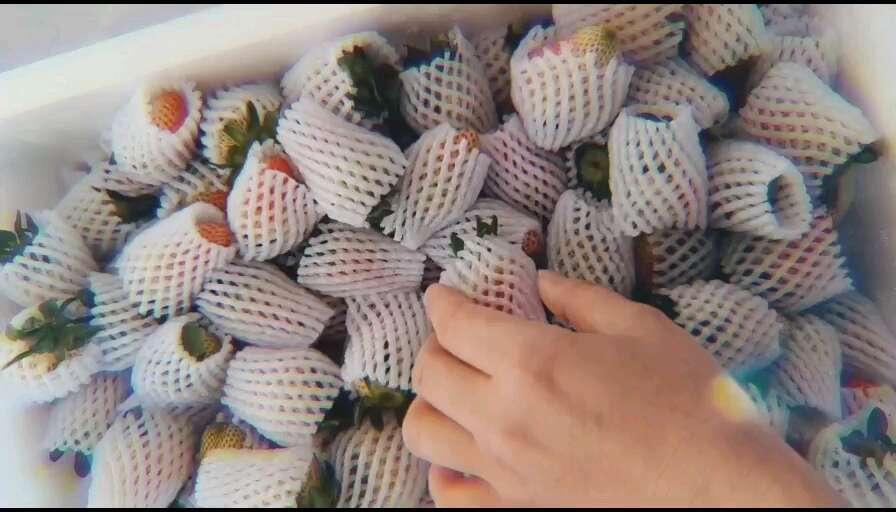 云南草莓新鲜四季烘焙奶茶商用9.5斤装全国直发糖葫芦专用