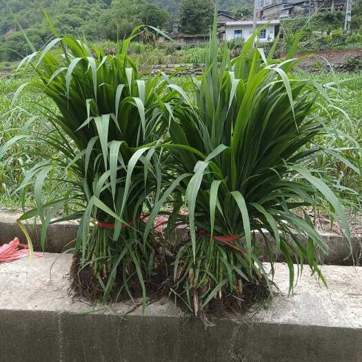 甜象草三号四季牧草全身无毛可耐寒耐旱亩产20吨