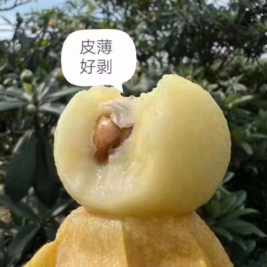 2025年正宗苏州东山白玉枇杷量大质优好  5月中旬左右开采