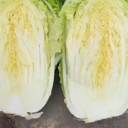 威宁县黄心大白菜