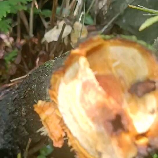上林县黎辣根、苦里根丶睇牛仔(非掌牛奴)，纯根大货，邮费自理