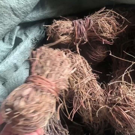 湛江鸡骨草       特靓无叶鸡骨草
