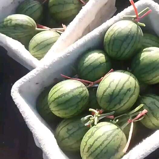 昌乐县山东小糖丸西瓜大量上市
