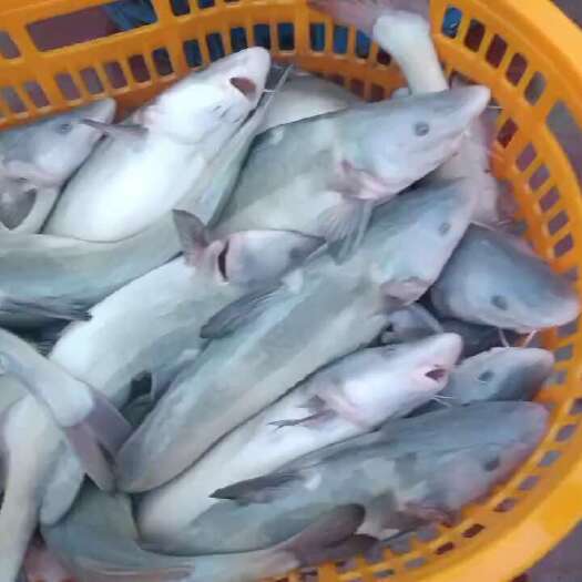 佛山江团新鱼，大量供应市场