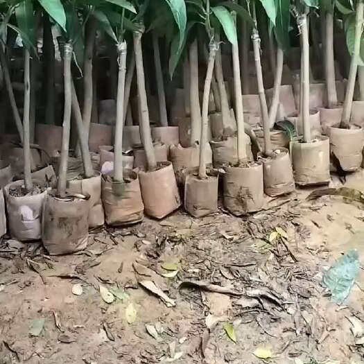 灵山县金煌芒树苗贵妃芒树苗1-3公分杯苗叶色靓丽