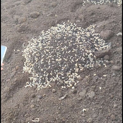 宁阳县蛴螬金龟子白星花金龟昆虫
