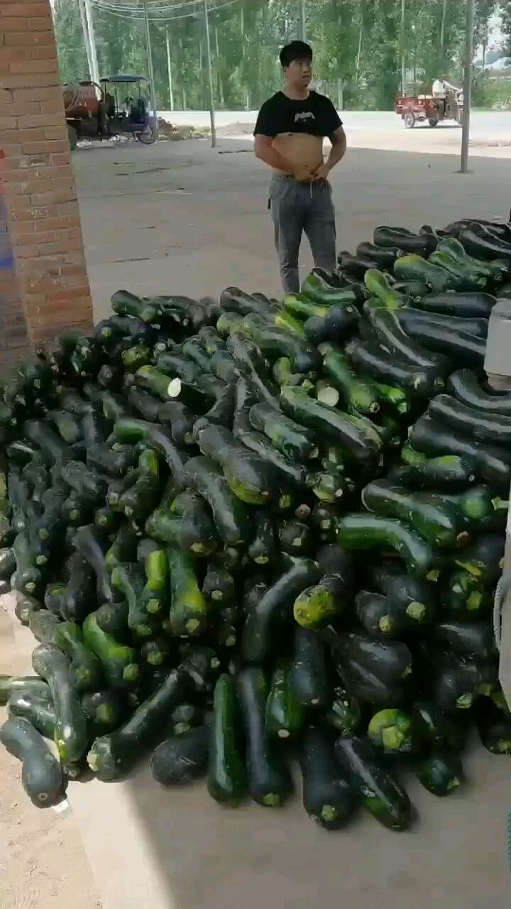 河南南瓜，保质保量，视频看货，实地考察。线上保障交易。