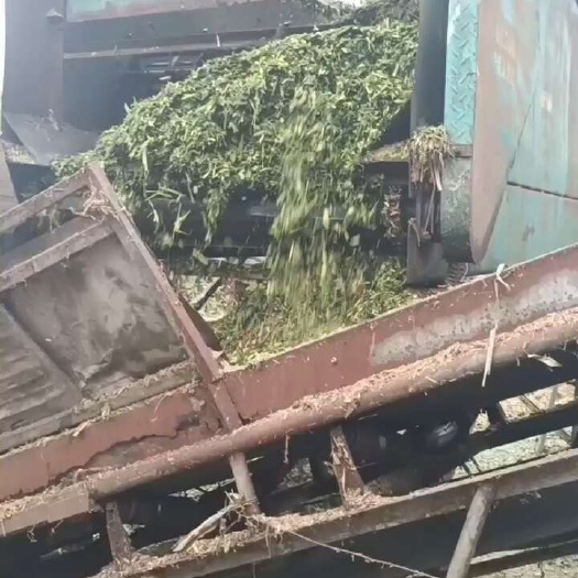 海丰县甜玉米秸秆青储草料