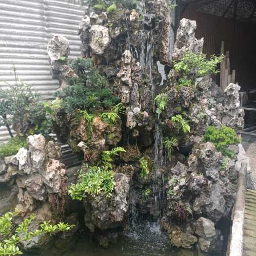 长沙白菜