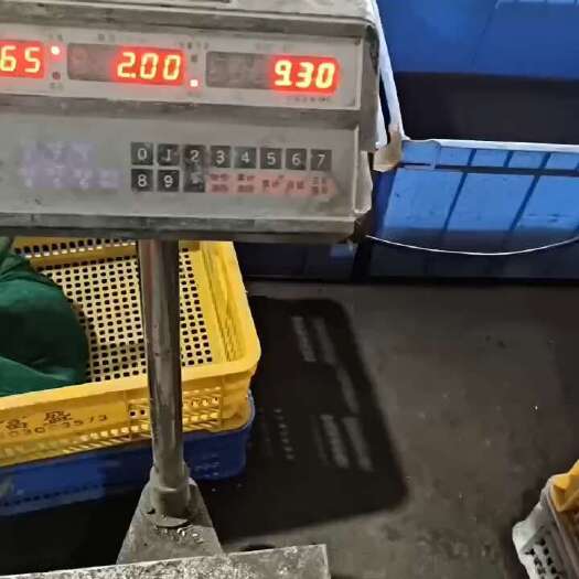 广州鳄鱼龟