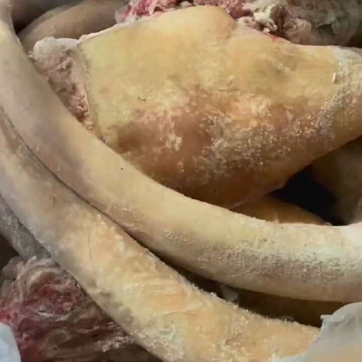 汕头新鲜带皮牛尾巴