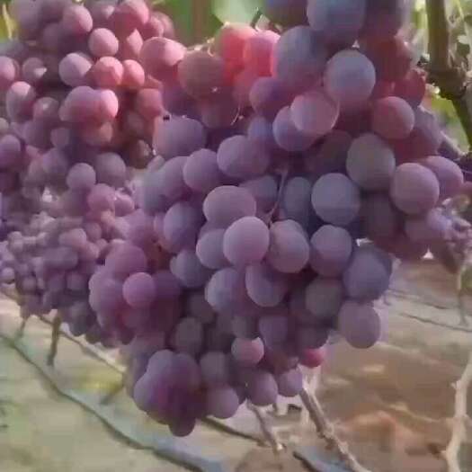 营口葡萄
