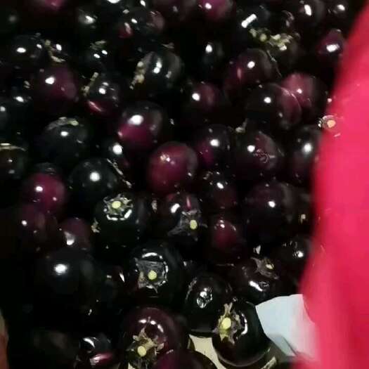 莘县精品圆茄