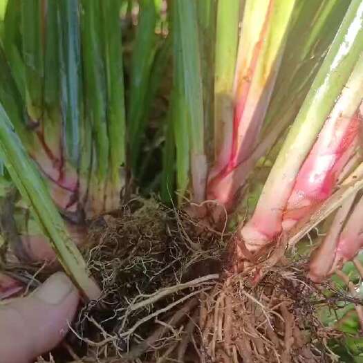 垫江石菖蒲苗，大叶红心。