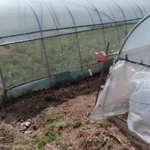 安阳县绿包菜