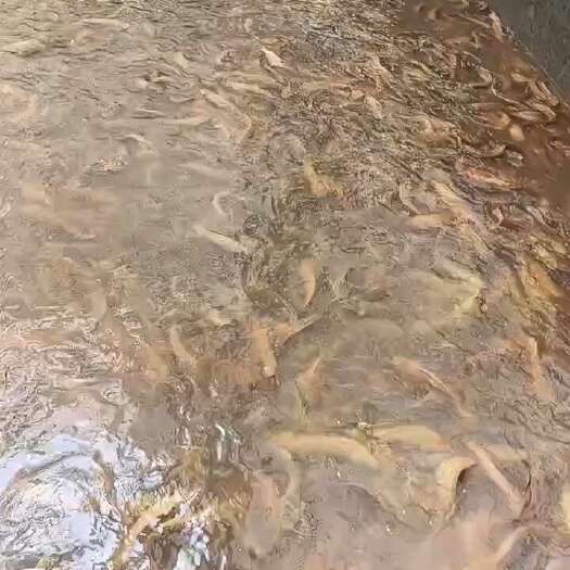 湛江本地塘鲺鱼