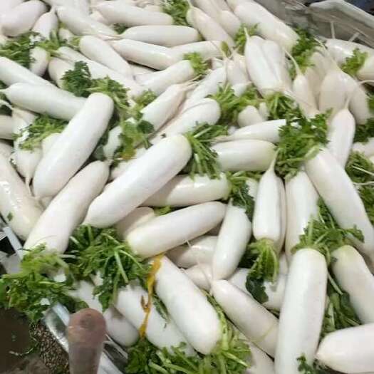 沙洋县精品白萝卜大量有售，个头均匀，快来找我抢购吧