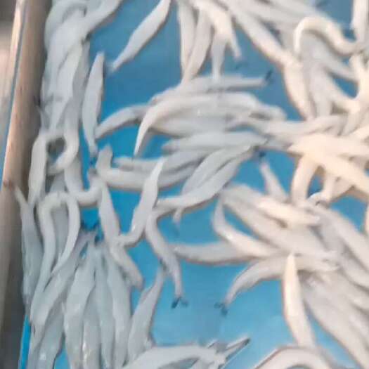 青岛解冻效果，比鲜货质量都好