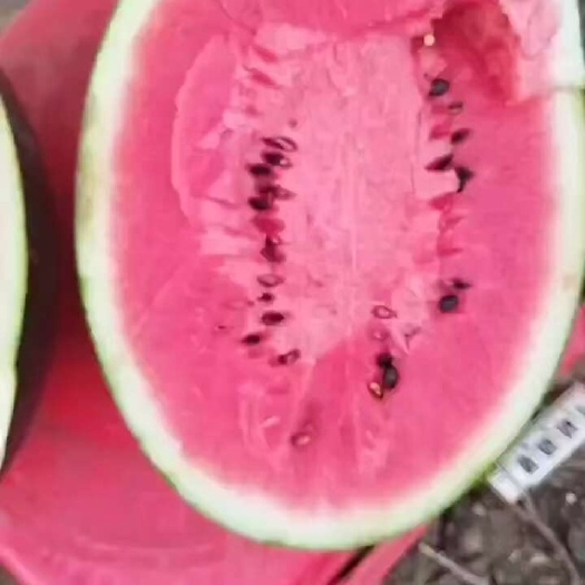 广西甜王，黑美人西瓜大量供货，有需要的新老客户联系