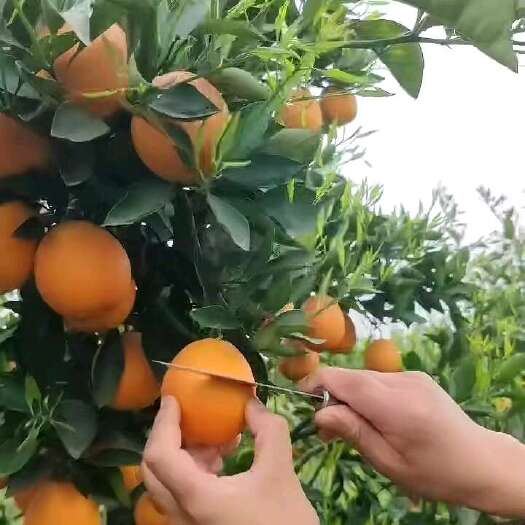 资中县塔罗科雪橙 血橙  产地货源