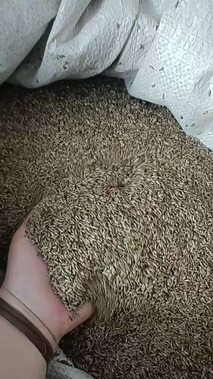 牛膝种子   周期短    可以一年生，半年生