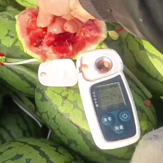 昌乐县山东大棚吊瓜