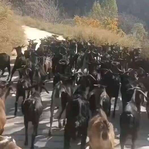 威宁县本地黑山羊