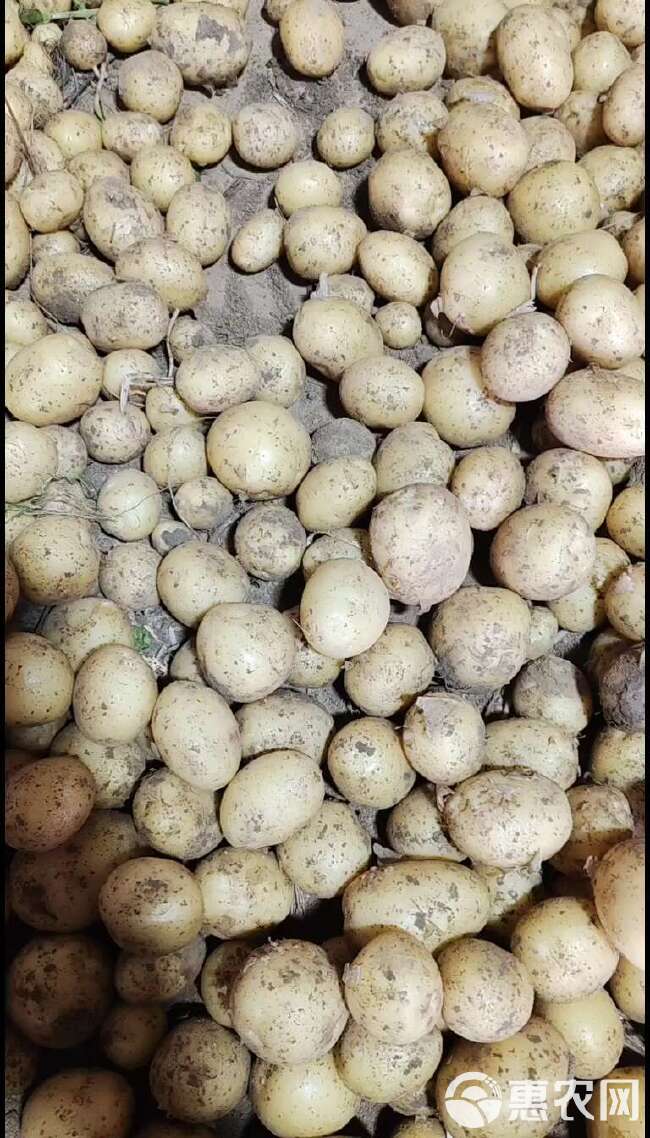 迷你土豆小土豆小洋芋小马铃薯供应商黄心神农架炕土豆专用大中小