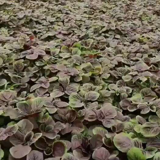 安陆市红苋菜（汉菜）