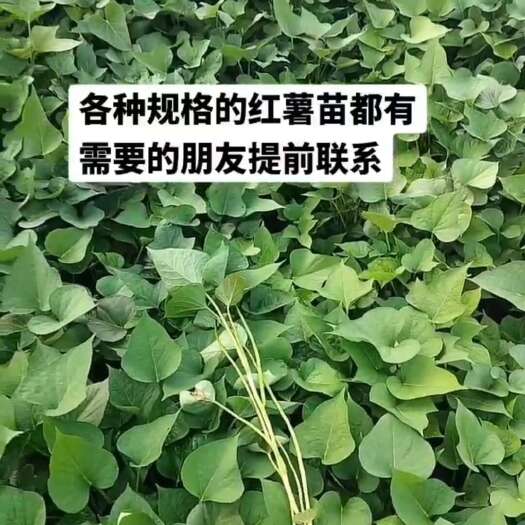 禹州市商薯19红薯苗