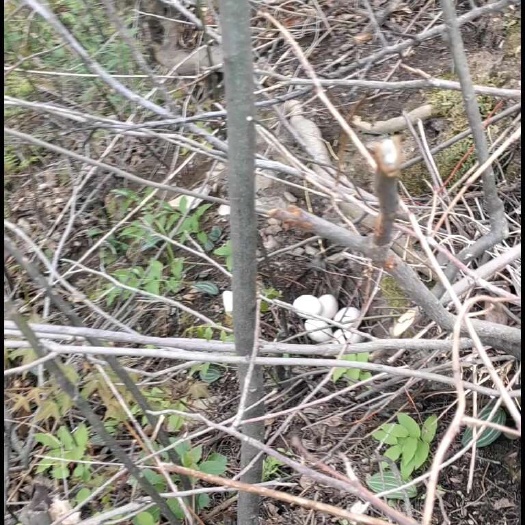 土鸡养殖蛋销售