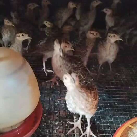 梓潼县山鸡脱温苗