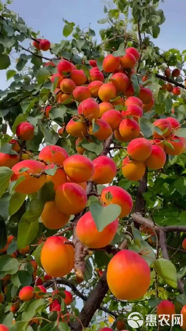 帝王杏树苗 产地现起现发 东北耐寒新品种杏树苗 辽宁果树苗