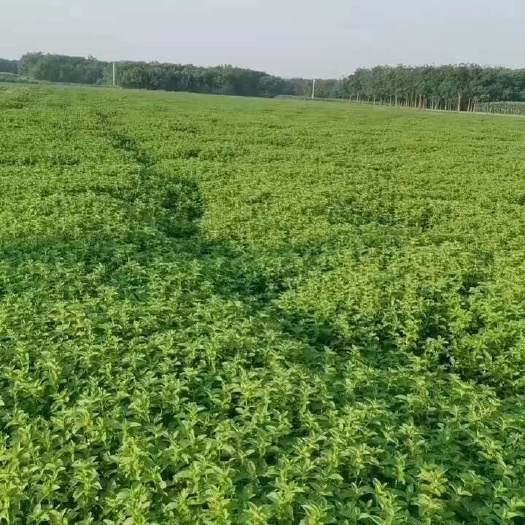 薄荷苗
