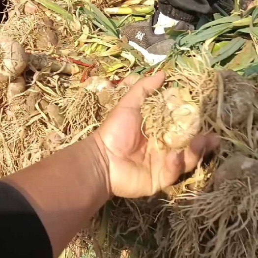 中牟县把蒜，紫皮大蒜