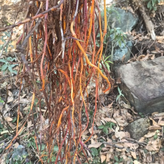 德昌县茜草（鲜：干）根
