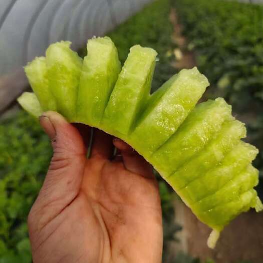 上海上海玉菇甜瓜