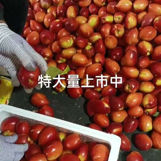 冠县山东聊城冠县永莲，秋彤，油桃基地诚信代办孙洪双