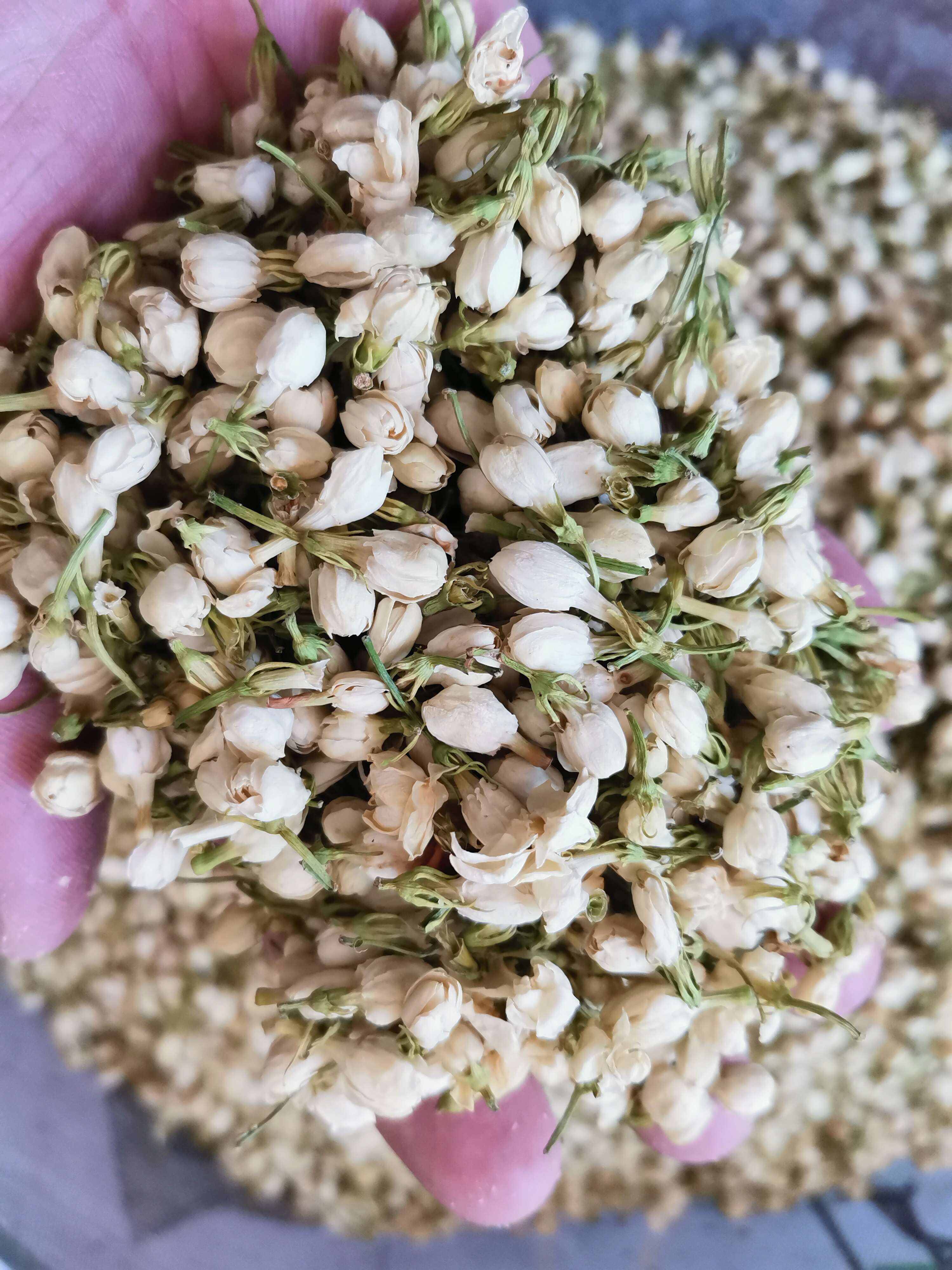 茉莉花茶 无硫茉莉花【假一赔十】