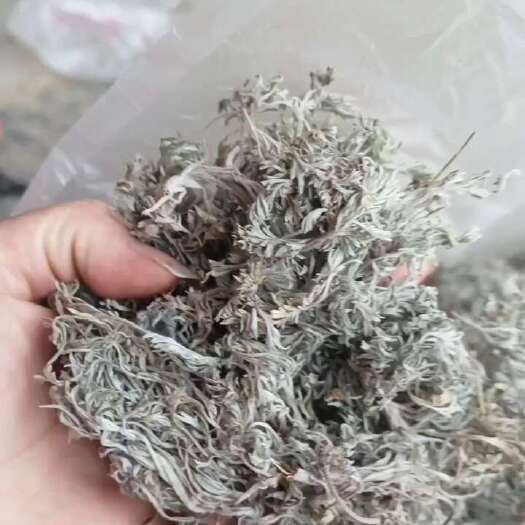 南召县茵陈绵茵陈色好批发煮水泡茶都不错酒后喝它