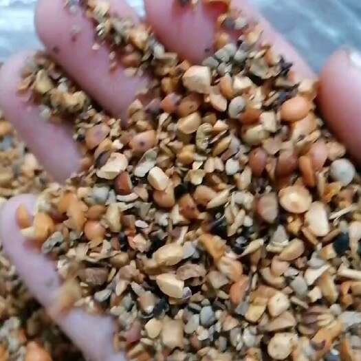 开封炒熟的黄豆瓣，可代替豆粕喂牛喂羊