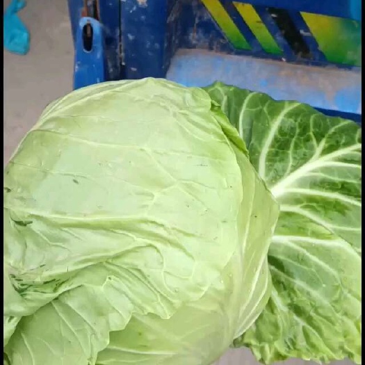 石家庄中甘系列  甘蓝
