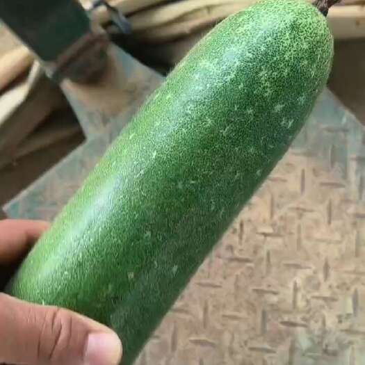 扶绥县毛瓜