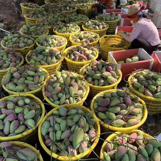 乐东县各种品类规格芒果大量出。电商团购商超专业种植基地果园