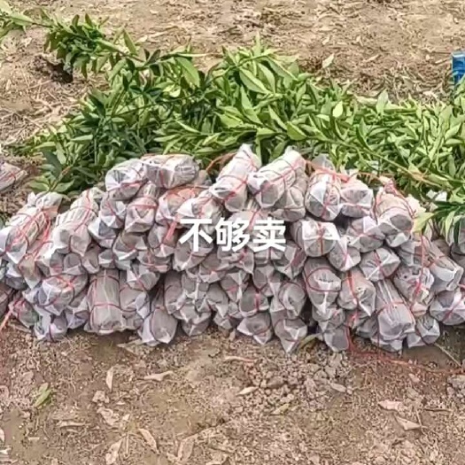 荔浦市金桔